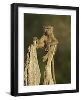 Young Male Olive Baboon Sitting Atop a Tree Trunk Looking at Camera, Samburu Game Reserve, Kenya-James Hager-Framed Photographic Print