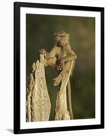 Young Male Olive Baboon Sitting Atop a Tree Trunk Looking at Camera, Samburu Game Reserve, Kenya-James Hager-Framed Photographic Print