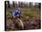 Young Male Recreational Mountain Biker Riding in the Forest-null-Stretched Canvas