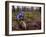 Young Male Recreational Mountain Biker Riding in the Forest-null-Framed Photographic Print