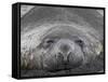 Young Male Southern Elephant Seal Lying in the Sand, Gold Harbor, South Georgia-James Hager-Framed Stretched Canvas
