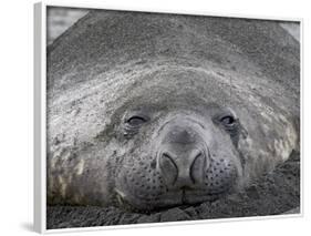 Young Male Southern Elephant Seal Lying in the Sand, Gold Harbor, South Georgia-James Hager-Framed Photographic Print