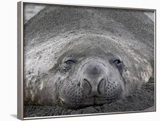Young Male Southern Elephant Seal Lying in the Sand, Gold Harbor, South Georgia-James Hager-Framed Photographic Print