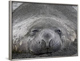 Young Male Southern Elephant Seal Lying in the Sand, Gold Harbor, South Georgia-James Hager-Framed Photographic Print