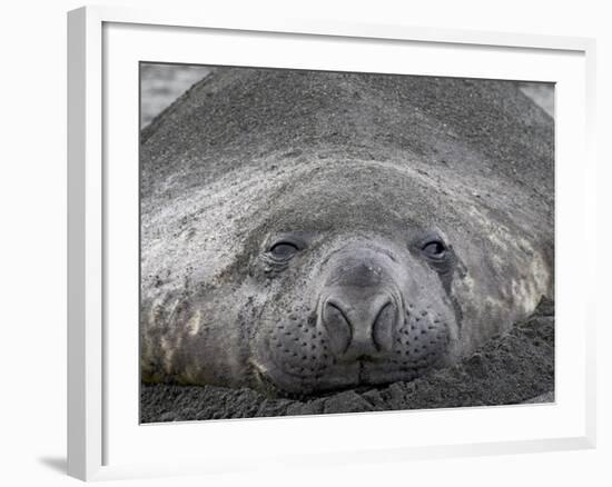 Young Male Southern Elephant Seal Lying in the Sand, Gold Harbor, South Georgia-James Hager-Framed Photographic Print