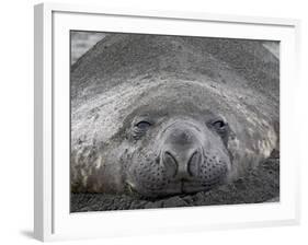 Young Male Southern Elephant Seal Lying in the Sand, Gold Harbor, South Georgia-James Hager-Framed Photographic Print