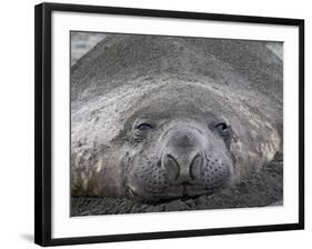 Young Male Southern Elephant Seal Lying in the Sand, Gold Harbor, South Georgia-James Hager-Framed Photographic Print