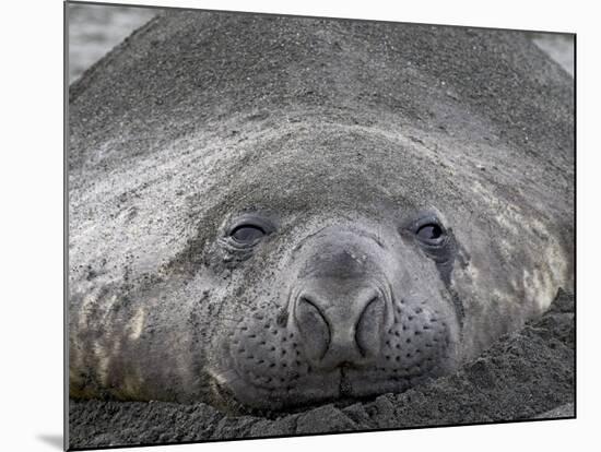 Young Male Southern Elephant Seal Lying in the Sand, Gold Harbor, South Georgia-James Hager-Mounted Photographic Print