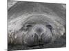 Young Male Southern Elephant Seal Lying in the Sand, Gold Harbor, South Georgia-James Hager-Mounted Photographic Print