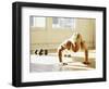 Young Man Preforming Push Up Exercise in Gym, New York, New York, USA-Chris Trotman-Framed Photographic Print