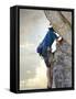 Young man rock climbing up a vertical cliff-null-Framed Stretched Canvas