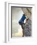 Young man rock climbing up a vertical cliff-null-Framed Photographic Print