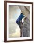 Young man rock climbing up a vertical cliff-null-Framed Photographic Print