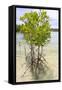 Young Mangrove Trees-Fadil Aziz/Alcibbum Photography-Framed Stretched Canvas