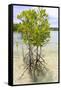 Young Mangrove Trees-Fadil Aziz/Alcibbum Photography-Framed Stretched Canvas