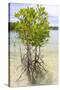Young Mangrove Trees-Fadil Aziz/Alcibbum Photography-Stretched Canvas