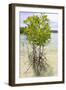 Young Mangrove Trees-Fadil Aziz/Alcibbum Photography-Framed Photographic Print