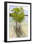 Young Mangrove Trees-Fadil Aziz/Alcibbum Photography-Framed Photographic Print