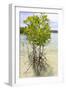 Young Mangrove Trees-Fadil Aziz/Alcibbum Photography-Framed Photographic Print