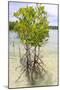 Young Mangrove Trees-Fadil Aziz/Alcibbum Photography-Mounted Photographic Print