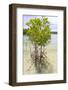 Young Mangrove Trees-Fadil Aziz/Alcibbum Photography-Framed Photographic Print