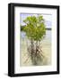 Young Mangrove Trees-Fadil Aziz/Alcibbum Photography-Framed Photographic Print