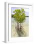 Young Mangrove Trees-Fadil Aziz/Alcibbum Photography-Framed Photographic Print