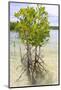 Young Mangrove Trees-Fadil Aziz/Alcibbum Photography-Mounted Photographic Print