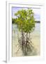 Young Mangrove Trees-Fadil Aziz/Alcibbum Photography-Framed Photographic Print