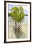 Young Mangrove Trees-Fadil Aziz/Alcibbum Photography-Framed Photographic Print