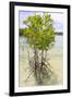 Young Mangrove Trees-Fadil Aziz/Alcibbum Photography-Framed Photographic Print