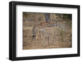 Young Masai giraffe (Giraffa camelopardalis tippelskirchi) feeding, Selous Game Reserve, Tanzania, -James Hager-Framed Photographic Print