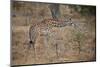 Young Masai giraffe (Giraffa camelopardalis tippelskirchi) feeding, Selous Game Reserve, Tanzania, -James Hager-Mounted Photographic Print