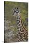 Young Masai giraffe (Giraffa camelopardalis tippelskirchi), Selous Game Reserve, Tanzania, East Afr-James Hager-Stretched Canvas