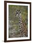 Young Masai giraffe (Giraffa camelopardalis tippelskirchi), Selous Game Reserve, Tanzania, East Afr-James Hager-Framed Photographic Print