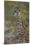 Young Masai giraffe (Giraffa camelopardalis tippelskirchi), Selous Game Reserve, Tanzania, East Afr-James Hager-Mounted Photographic Print
