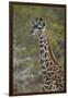 Young Masai giraffe (Giraffa camelopardalis tippelskirchi), Selous Game Reserve, Tanzania, East Afr-James Hager-Framed Photographic Print