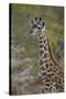 Young Masai giraffe (Giraffa camelopardalis tippelskirchi), Selous Game Reserve, Tanzania, East Afr-James Hager-Stretched Canvas