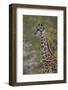 Young Masai giraffe (Giraffa camelopardalis tippelskirchi), Selous Game Reserve, Tanzania, East Afr-James Hager-Framed Photographic Print