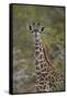 Young Masai giraffe (Giraffa camelopardalis tippelskirchi), Selous Game Reserve, Tanzania, East Afr-James Hager-Framed Stretched Canvas