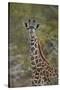 Young Masai giraffe (Giraffa camelopardalis tippelskirchi), Selous Game Reserve, Tanzania, East Afr-James Hager-Stretched Canvas