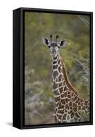 Young Masai giraffe (Giraffa camelopardalis tippelskirchi), Selous Game Reserve, Tanzania, East Afr-James Hager-Framed Stretched Canvas