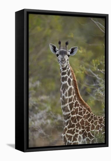 Young Masai giraffe (Giraffa camelopardalis tippelskirchi), Selous Game Reserve, Tanzania, East Afr-James Hager-Framed Stretched Canvas