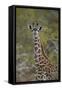 Young Masai giraffe (Giraffa camelopardalis tippelskirchi), Selous Game Reserve, Tanzania, East Afr-James Hager-Framed Stretched Canvas