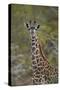 Young Masai giraffe (Giraffa camelopardalis tippelskirchi), Selous Game Reserve, Tanzania, East Afr-James Hager-Stretched Canvas