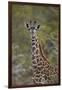 Young Masai giraffe (Giraffa camelopardalis tippelskirchi), Selous Game Reserve, Tanzania, East Afr-James Hager-Framed Photographic Print