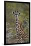 Young Masai giraffe (Giraffa camelopardalis tippelskirchi), Selous Game Reserve, Tanzania, East Afr-James Hager-Framed Photographic Print