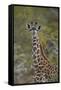 Young Masai giraffe (Giraffa camelopardalis tippelskirchi), Selous Game Reserve, Tanzania, East Afr-James Hager-Framed Stretched Canvas