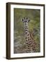 Young Masai giraffe (Giraffa camelopardalis tippelskirchi), Selous Game Reserve, Tanzania, East Afr-James Hager-Framed Photographic Print