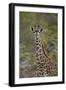 Young Masai giraffe (Giraffa camelopardalis tippelskirchi), Selous Game Reserve, Tanzania, East Afr-James Hager-Framed Photographic Print